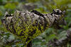  A009550croofm